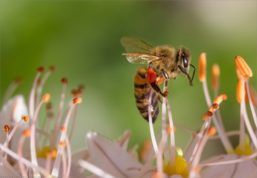 mật ong rừng là gì